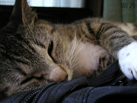 猫画像｜旅行用カバンの上でうたた寝