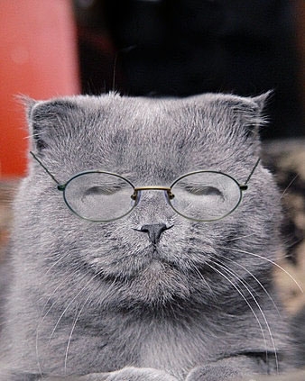 猫画像｜眼鏡をかけてみました