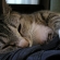 猫画像｜旅行用カバンの上でうたた寝