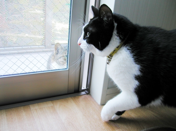 猫画像｜げんちゃん、外！窓の外！