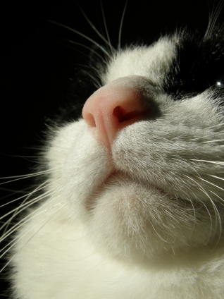 猫画像｜ピンクのお鼻
