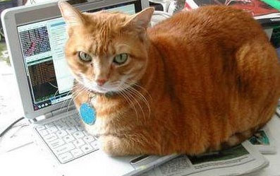 猫画像｜猫はなぜキーボードが好きなのか？