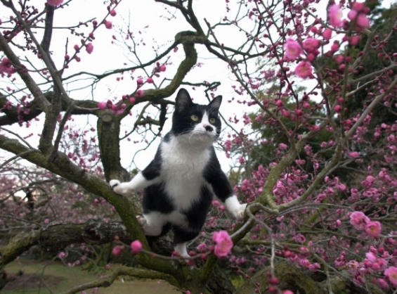猫画像｜梅の木に登ってドヤ顔の猫さん