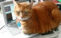 猫はなぜキーボードが好きなのか？