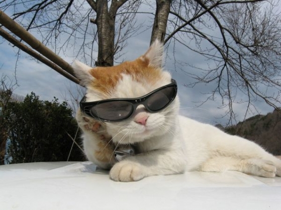 ネコジマン かご猫 サングラス編 猫画像 猫写真の投稿サイト