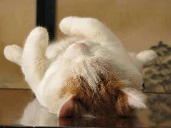 猫画像｜かご猫（眠る）