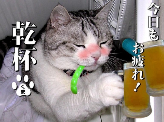 猫画像｜ウィ～ピ！！～～この季節はビールにゃん♪