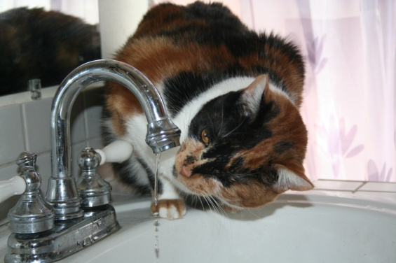 猫画像｜お水を飲みます。