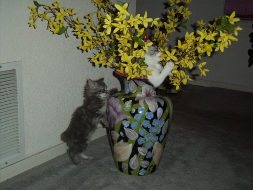 猫画像｜カリスマ花師
