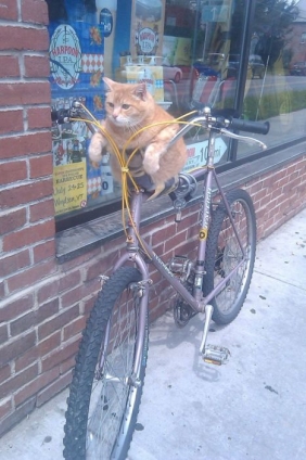 猫画像｜サイクリングひと休み