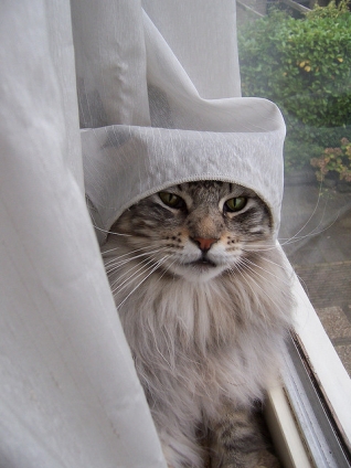 猫画像｜カーテンかぶって楽しいかい？