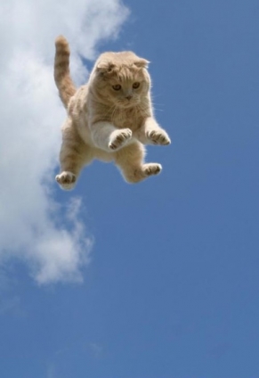 猫画像｜fly cat fly