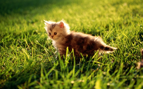 猫画像｜大草原の中の小さなネコ