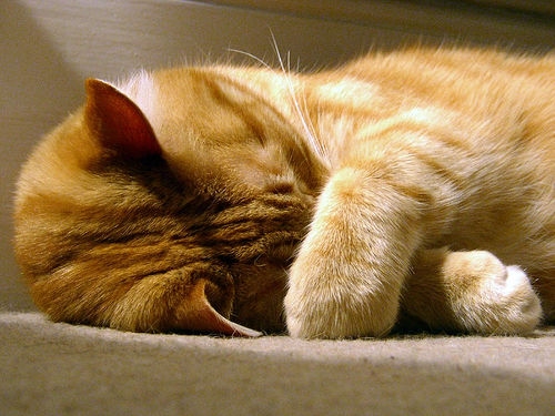猫画像｜眠いのっ