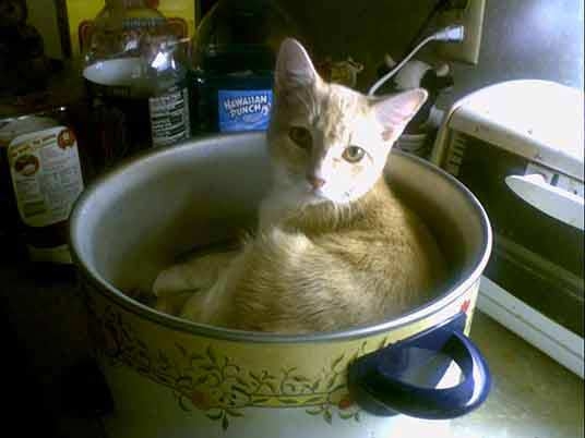 猫画像｜鍋ネコ