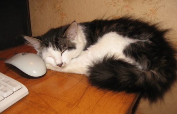 猫画像｜マウスの隣って寝心地いいわー