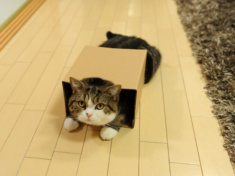 猫画像｜箱が好き