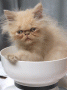 お茶碗猫