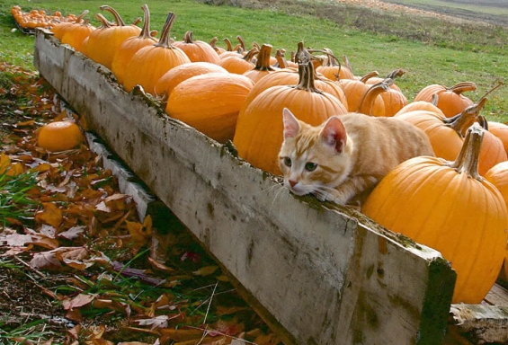 猫画像｜かぼちゃのふりー