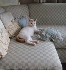 猫画像｜このソファー寝心地がいいわー
