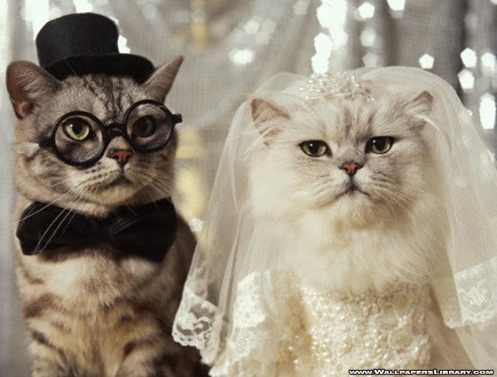猫画像｜結婚しましたー