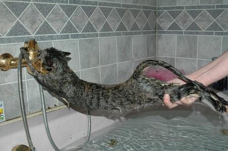 猫画像｜お風呂きらーい