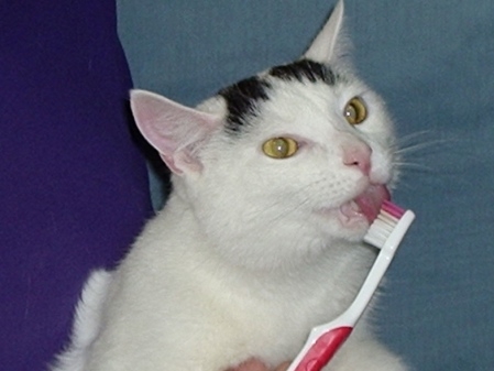 猫画像｜歯磨き中