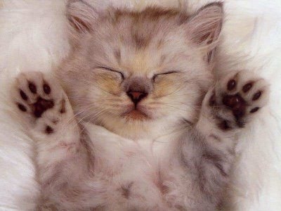 猫画像｜熟睡っ