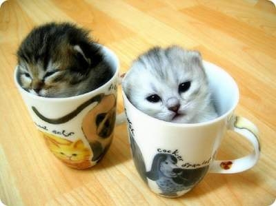 猫画像｜ティーカップサイズ