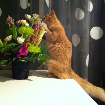 猫画像｜花を愛でる猫