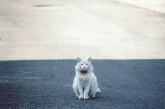 猫画像｜白い使者