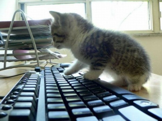 猫画像｜キーボードって大きいね