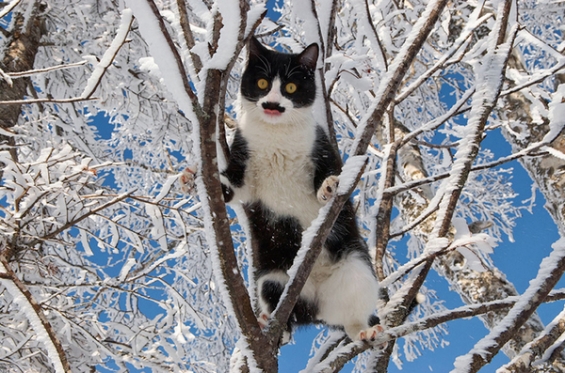 猫画像｜木登り　どや！