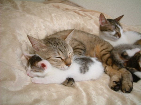 猫画像｜抱き枕にちょうどいいサイズ