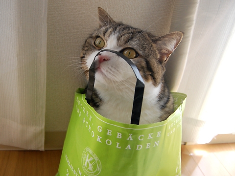猫画像｜紙袋大好き