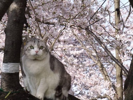 猫画像｜桜がキレイだにゃ☆