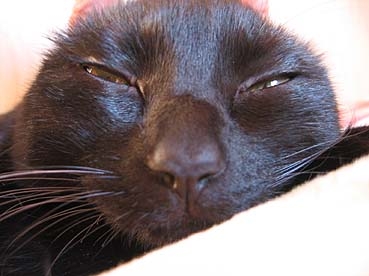 猫画像｜眠いんだよぉ