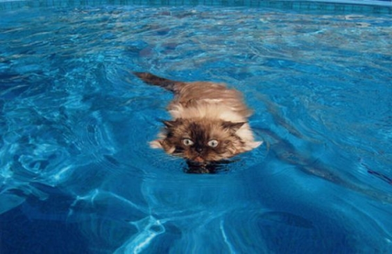 猫画像｜水泳ねこ