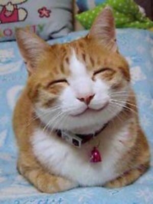猫画像｜笑ってる！