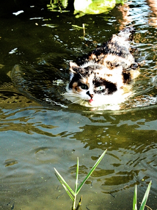 猫画像｜泳ぎは得意