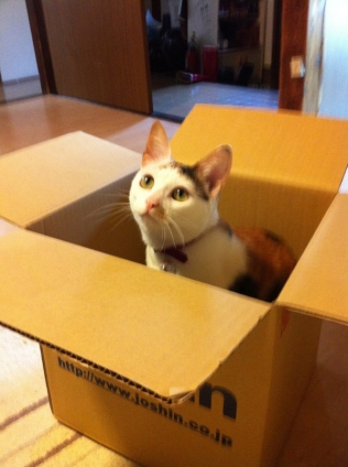 猫画像｜新しい箱だ！