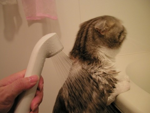 猫画像｜シャワー