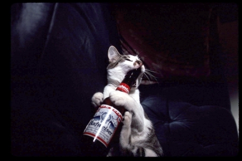 猫画像｜酒や酒！