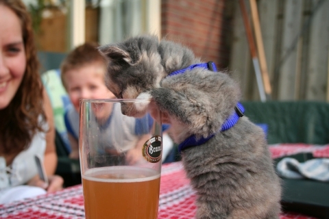 猫画像｜ビール飲ませてー