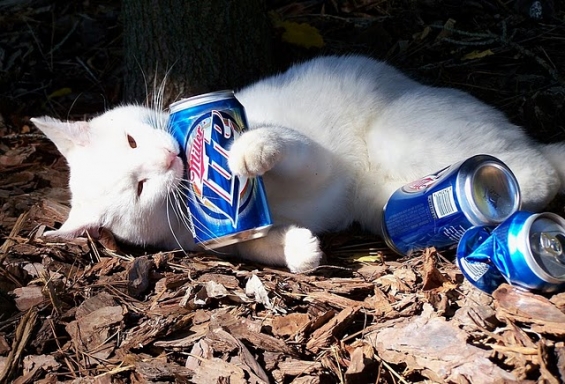 猫画像｜ビール好き