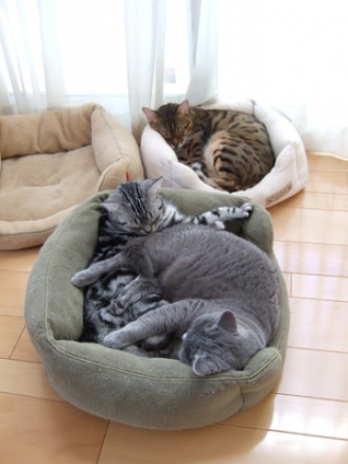 猫画像｜お昼寝の時間
