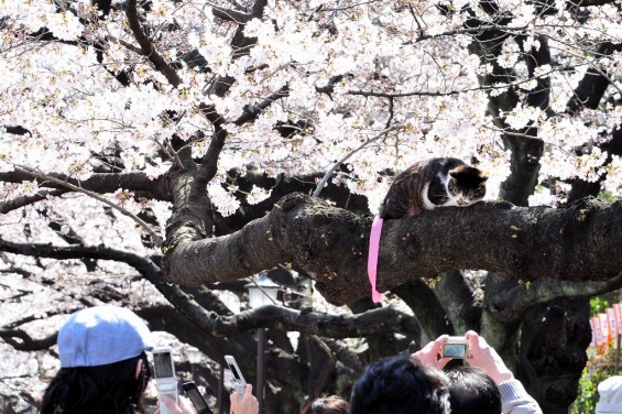 猫画像｜桜の木登り