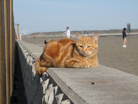猫画像｜海辺で日向ぼっこ
