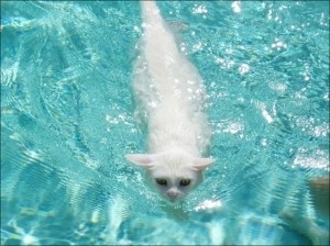 猫画像｜水泳