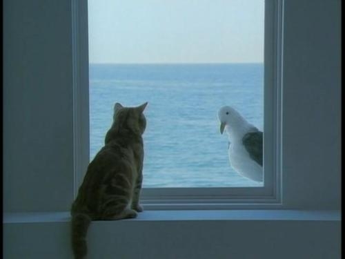 猫画像｜海はいいなー